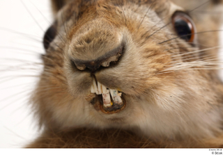 Hare  1 mouth nose 0004.jpg
